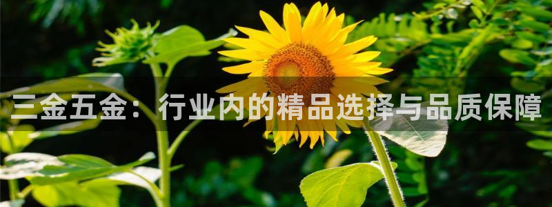 天亿娱乐宏发团队成员